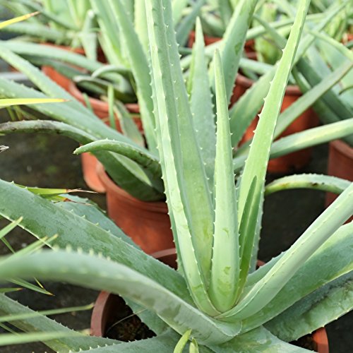 Aloe Vera Planta – Maceta 13cm. – Planta viva – (Envíos sólo a Península)
