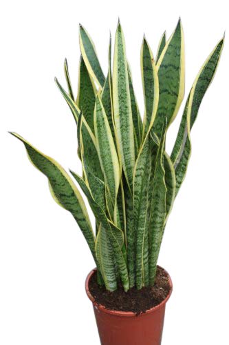 Planta de la casa – Planta para el hogar o la oficina – Sansevaria – lengua de suegra con follaje abigarrado, altura aprox 30 cm
